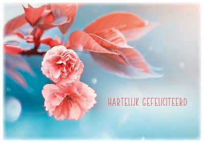 Gefeliciteerd